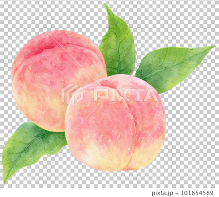 水彩で描いた2つの桃のイラスト　背景に葉 101654589