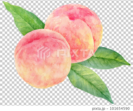 水彩で描いた2つの桃のイラスト　背景に葉 101654590