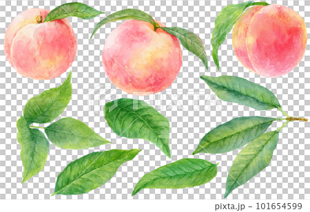 水彩で描いた桃のイラスト　桃の葉と実のセット 101654599