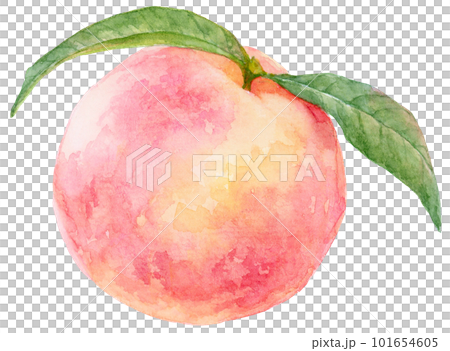 用水彩畫的桃子插圖 桃子果實有兩片葉子 101654605