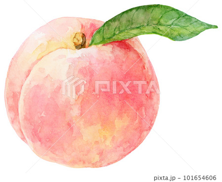 水彩で描いた桃のイラスト 葉がついた桃の実 水彩で描いた桃のイラスト 葉がついた桃の実 101654606