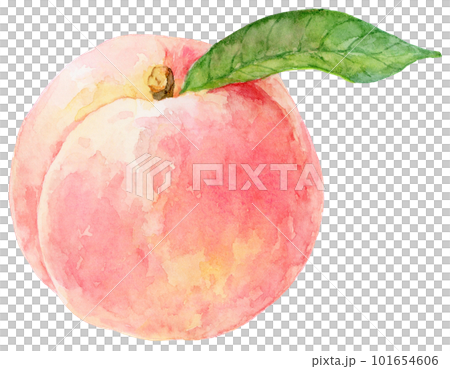 水彩で描いた桃のイラスト 葉がついた桃の実 水彩で描いた桃のイラスト 葉がついた桃の実 101654606