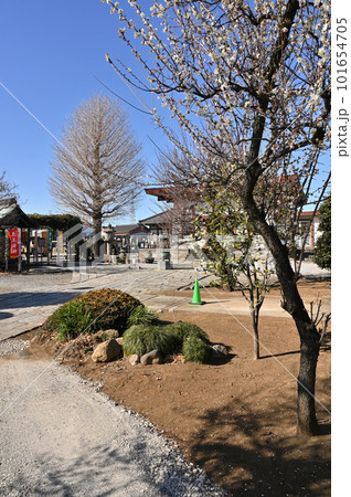 川口散歩:曹洞宗 傑伝寺 境内 川口市東本郷 川口散歩:曹洞宗 傑伝寺 境内 川口市東本郷 101654705