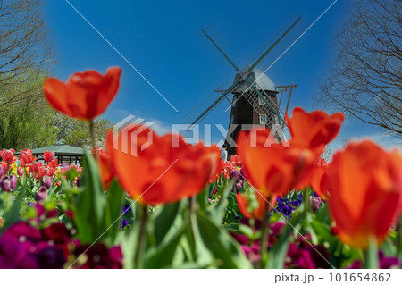 風車とカラフルなチューリップ 風車とカラフルなチューリップ 101654862
