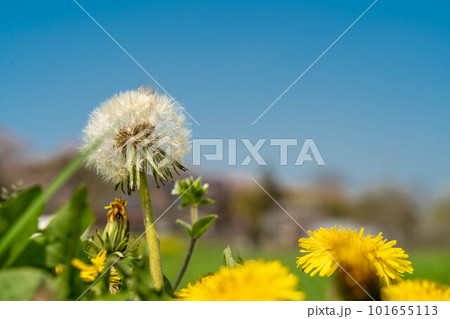 タンポポが咲く小春日和の風景 101655113