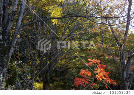 紅葉したナナカマドと森-2 101655334