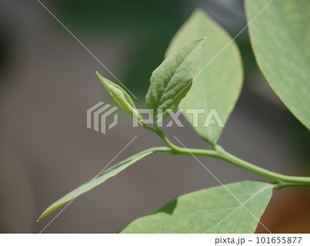 瑞々しい葉。元気がもらえるグリーン。 素敵な緑。 若い力。 葉の上で光る水滴。 瑞々しい葉。元気がもらえるグリーン。 素敵な緑。 若い力。 葉の上で光る水滴。 101655877