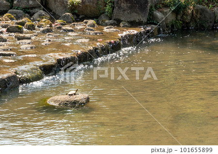 池の中の子亀 池の中の子亀 101655899