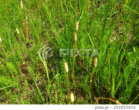 つくし つくし 101655910