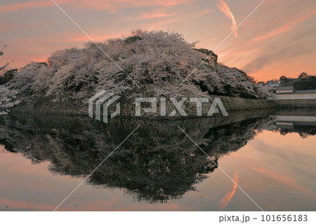 夕焼に輝る満開の桜と城郭のリフレクション 夕焼に輝る満開の桜と城郭のリフレクション 101656183