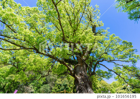 《鹿児島県》新緑の蒲生の大クス・蒲生八幡神社 101656195
