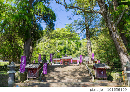 《鹿児島県》新緑の蒲生の大クス・蒲生八幡神社 《鹿児島県》新緑の蒲生の大クス・蒲生八幡神社 101656199