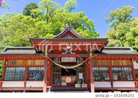 《鹿児島県》新緑の蒲生の大クス・蒲生八幡神社 《鹿児島県》新緑の蒲生の大クス・蒲生八幡神社 101656201