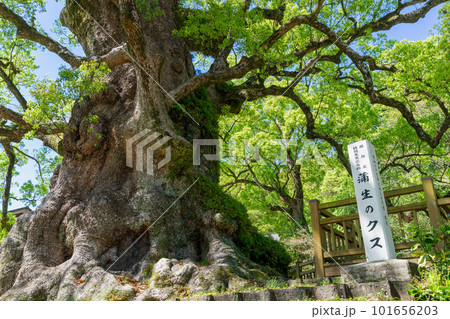 《鹿児島県》新緑の蒲生の大クス・蒲生八幡神社 101656203