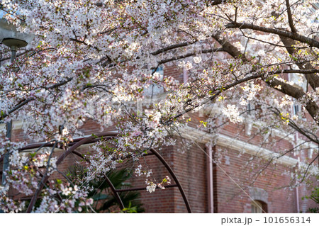 桜の花と洋館　牛久シャトー 101656314