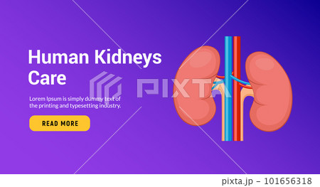 Vector renal human kidney organ care. Kidney disease anatomy medical poster. 101656318