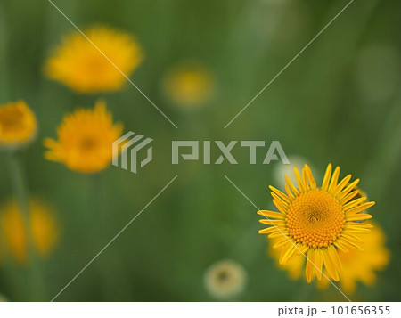 ダイヤーズカモミールの花のアップ 101656355