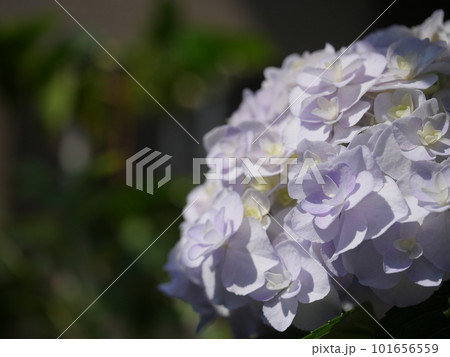 梅雨の宝石 美しい紫陽花。 色の魔術師。 コピースペース 梅雨の宝石 美しい紫陽花。 色の魔術師。 コピースペース 101656559
