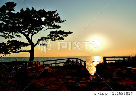 立石公園 展望台の太平洋を背に大きくのびる松の夕景 立石公園 展望台の太平洋を背に大きくのびる松の夕景 101656814
