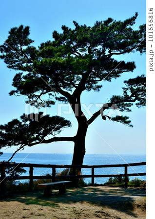 立石公園 展望台の太平洋を背に大きくのびる松の風景 立石公園 展望台の太平洋を背に大きくのびる松の風景 101656816