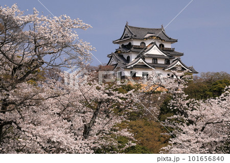 満開のソメイヨシノに包まれた国宝彦根城天守閣 満開のソメイヨシノに包まれた国宝彦根城天守閣 101656840