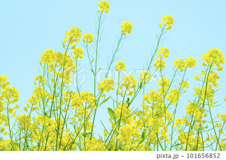 Clear sky and rape blossoms Clear sky and rape blossoms 101656852