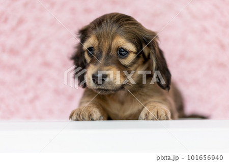 伏せをするカニンヘンダックスフンドの仔犬 101656940