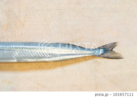 さより サヨリ まな板の上のサヨリ さより サヨリ まな板の上のサヨリ 101657111