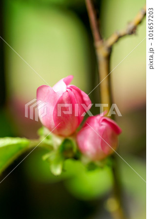 花梨の蕾 花梨の蕾 101657203
