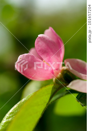 花梨の花 101657204