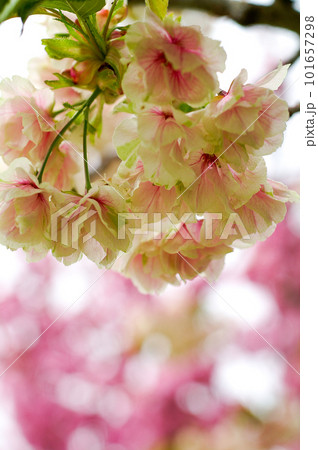 桜 信濃川・やすらぎ堤の化粧咲きの鬱金桜 (うこんざくら) 101657298