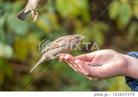 The boy feeds the birds with seeds from his hand. Sparrow eats seeds from the boy's hand 101657379