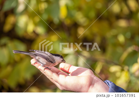 A willow tit sits on hand and eats seeds. Hungry bird willow tit eating seeds from a hand in winter or autumn A willow tit sits on hand and eats seeds. Hungry bird willow tit eating seeds from a hand in winter or autumn 101657391