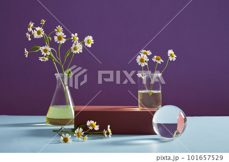 Empty podium, transparent ball, erlenmeyer flask containing essence and fresh feverfew on purple background. Platform for display cosmetic of feverfew extract. Minimal concept, front view. Empty podium, transparent ball, erlenmeyer flask containing essence and fresh feverfew on purple background. Platform for display cosmetic of feverfew extract. Minimal concept, front view. 101657529