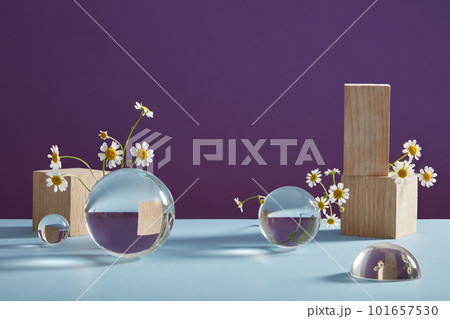 Minimal art background with fresh feverfew (Tanacetum parthenium), wood blocks and transparent balls on purple background. Scene for advertising cosmetic natural extract. Front view. Minimal art background with fresh feverfew (Tanacetum parthenium), wood blocks and transparent balls on purple background. Scene for advertising cosmetic natural extract. Front view. 101657530