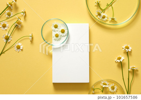 A white rectangle podium with a petri dish placed on and many Feverfew flowers (Tanacetum parthenium) around. Top view. Natural organic beauty cosmetics concept. 101657586