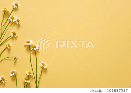 Some Feverfew flowers (Tanacetum parthenium) on the left side with blank space for text adding or product presentation. Good for your health Some Feverfew flowers (Tanacetum parthenium) on the left side with blank space for text adding or product presentation. Good for your health 101657587