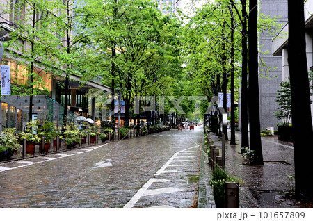 雨の東京丸の内仲通りの風景 101657809