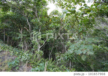 Remote and isolated hidden island Aogashima island in Tokyo, Japan Remote and isolated hidden island Aogashima island in Tokyo, Japan 101657908