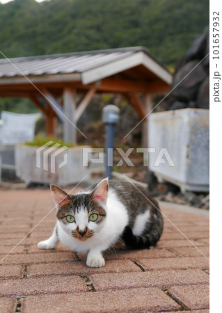 Remote and isolated hidden island Aogashima island in Tokyo, Japan Remote and isolated hidden island Aogashima island in Tokyo, Japan 101657932