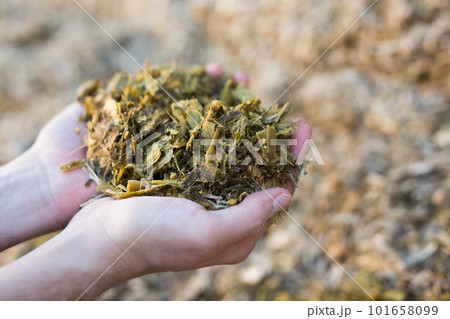 Hands holding bunch of pressed maize Hands holding bunch of pressed maize 101658099