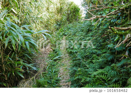 Remote and isolated hidden island Aogashima island in Tokyo, Japan Remote and isolated hidden island Aogashima island in Tokyo, Japan 101658482