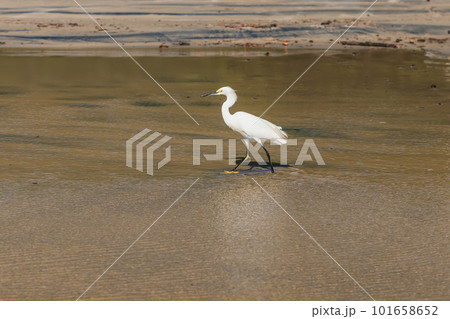 White bird at sandy beach with sunlight in Florianopolis, Brazil 101658652