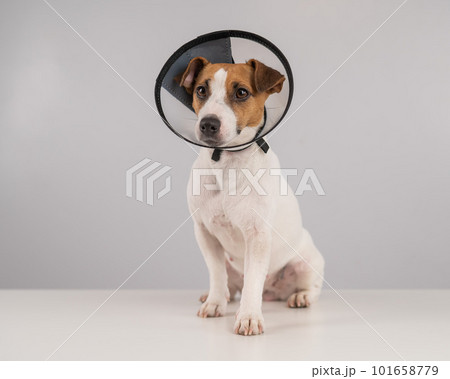 Jack Russell Terrier dog in plastic cone after surgery. Jack Russell Terrier dog in plastic cone after surgery. 101658779