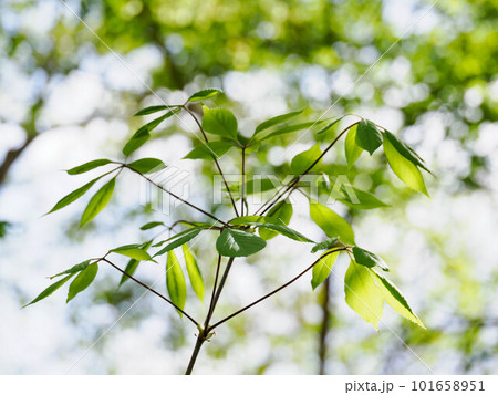 初夏のコシアブラの葉 初夏のコシアブラの葉 101658951