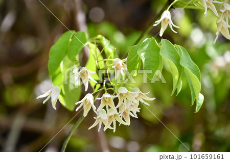 ムベの花 ムベの花 101659161