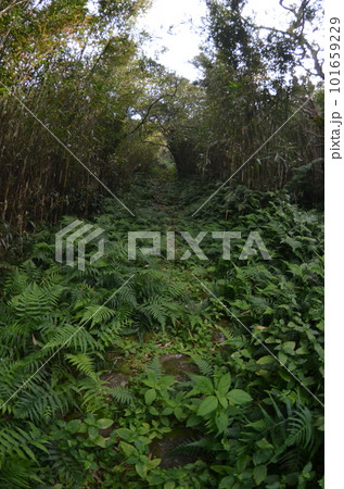 Remote and isolated hidden island Aogashima island in Tokyo, Japan 101659229