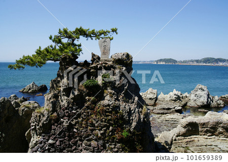 葉山 森戸大明神 (森戸神社)の千貫松 葉山 森戸大明神 (森戸神社)の千貫松 101659389