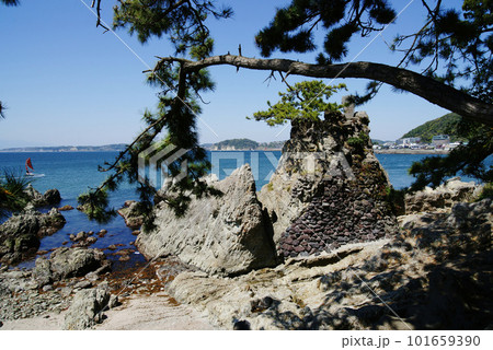 葉山 森戸大明神 (森戸神社)の千貫松 101659390