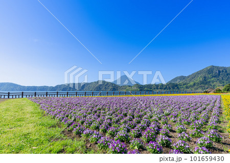 《鹿児島県》池田湖と開聞岳 101659430